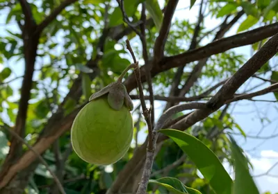 Green fruit hanging in a tree